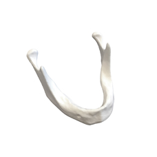 E81 – модель нижней челюсти для практики установки имплантатов