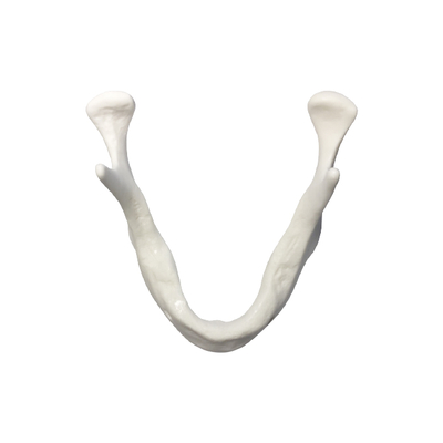 E83 - модель кости для практики установки имплантатов | GF Dental (Италия)