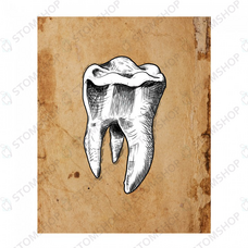 Иллюстрация на холсте Зуб, 60х30 см, белый моляр