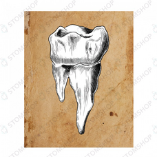 Иллюстрация на холсте Зуб, 60х30 см, белый премоляр