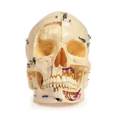 Демонстрационная модель черепа, состоящая из 10 частей | Dentalstore (Италия)