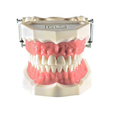 Демонстрационная модель зубочелюстного аппарата взрослого человека | Dentalstore (Италия)
