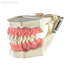 Демонстрационная модель зубочелюстного аппарата взрослого человека | Dentalstore (Италия)