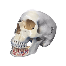Демонстрационная модель черепа, состоящая из 3 частей