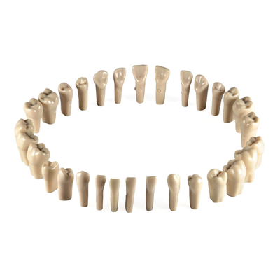 Комплект интактных зубов для замены к модели DS0932 | Dentalstore (Италия)