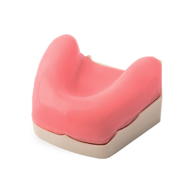 Модель беззубой нижней челюсти для проведения имплантации, с десной | Dentalstore (Италия)