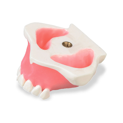 Модель верхней челюсти для проведения синус-лифтинга | Dentalstore (Италия)