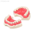 Модель верхней и нижней челюсти для крепления в фантомную голову, 28 зубов | Dentalstore (Италия)