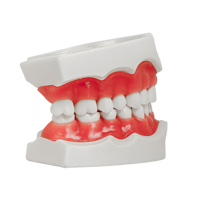 Модель верхней и нижней челюсти для крепления в фантомную голову, 28 зубов | Dentalstore (Италия)