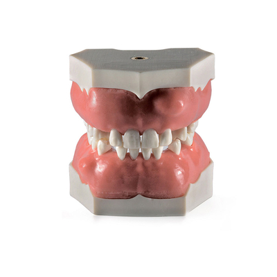 Модель верхней и нижней челюсти для отработки манипуляций в хирургической стоматологии | Dentalstore (Италия)