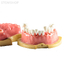 Модель верхней и нижней челюсти с заменяемыми зубами для отработки навыков в эндодонтии | Dentalstore (Италия)