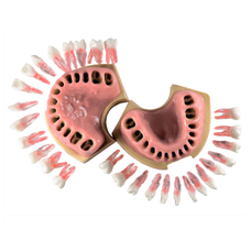 Модель верхней и нижней челюсти с заменяемыми зубами для отработки навыков в эндодонтии