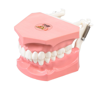 DM011 – увеличенная модель верхней и нижней челюсти с языком для демонстрации, масштаб 3:1 | GF Dental (Италия)