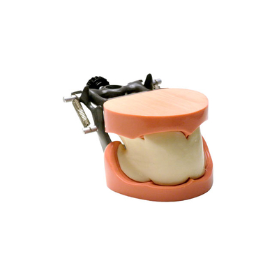 DM24 – модель верхней и нижней челюсти c полной адентией для практики протезирования | GF Dental (Италия)