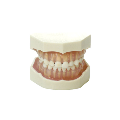 DM25K – модель верхней и нижней детской челюсти для демонстрации и практики | GF Dental (Италия)