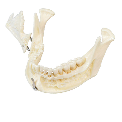 DM30 – модель нижней челюсти для демонстрации | GF Dental (Италия)