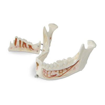 DM31 – модель нижней челюсти со схемой кровоснабжения для демонстрации | GF Dental (Италия)