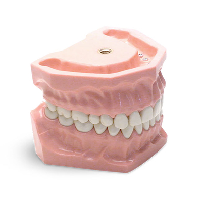 E01 – модель верхней и нижней челюсти для практики | GF Dental (Италия)