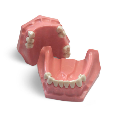 E01P – модель верхней и нижней челюсти для практики, с частичной адентией | GF Dental (Италия)