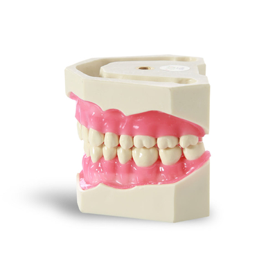 E02 – модель верхней и нижней челюсти для практики | GF Dental (Италия)