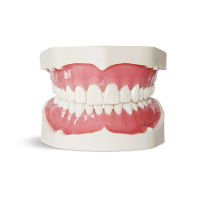 E02N – модель верхней и нижней челюсти для практики | GF Dental (Италия)