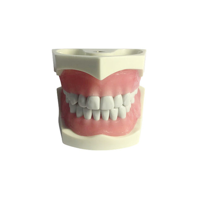 E03N – модель верхней и нижней челюсти для практики | GF Dental (Италия)