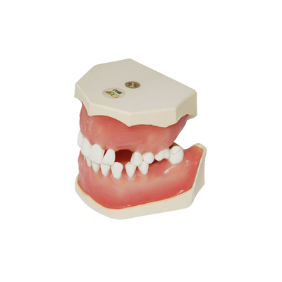 E04 ESTR – модель верхней и нижней челюсти для хирургической практики | GF Dental (Италия)