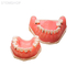 E05 – модель верхней и нижней челюсти для пародонтологической практики | GF Dental (Италия) 