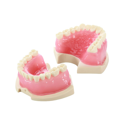 E08 – модель верхней и нижней челюсти для эндодонтической практики | GF Dental (Италия) 
