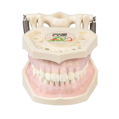 E11 – модель верхней и нижней челюсти с пародонтитом для профессиональной гигиены | GF Dental (Италия) 
