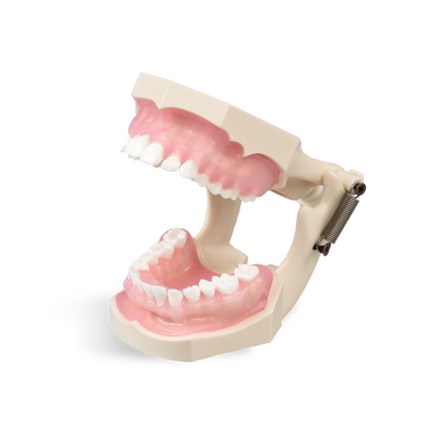 E12 – модель верхней и нижней челюсти с пародонтозом для профессиональной гигиены | GF Dental (Италия) 