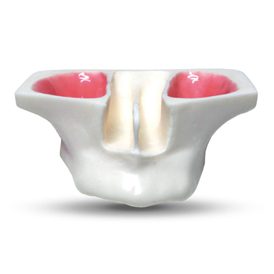 E20 – модель верхней челюсти для практики синус-лифтинга | GF Dental (Италия) 