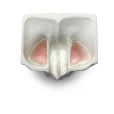 E20L – модель верхней челюсти для практики синус-лифтинга