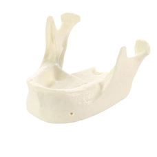 E22 – модель нижней челюсти для практики установки имплантатов