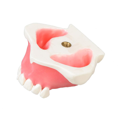 E23 – модель верхней челюсти для практики синус-лифтинга | GF Dental (Италия) 