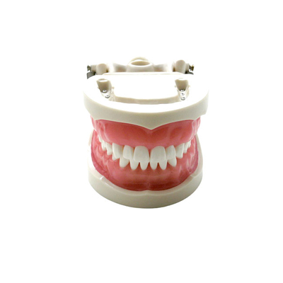 E24 – модель верхней и нижней челюсти с пародонтитом для профессиональной гигиены | GF Dental (Италия) 