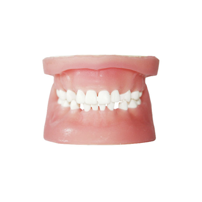 E34 – модель верхней и нижней челюсти для хирургической практики | GF Dental (Италия)