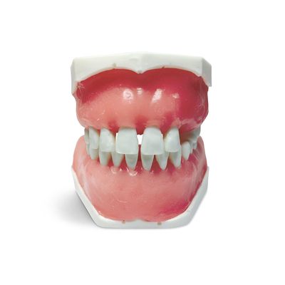 E35 – модель верхней и нижней челюсти с частичной адентией для хирургической практики  | GF Dental (Италия) 