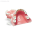 E35 – модель верхней и нижней челюсти с частичной адентией для хирургической практики  | GF Dental (Италия) 