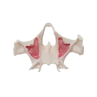 E36 – точная анатомическая модель верхней челюсти для практики скуловых имплантов | GF Dental (Италия) 