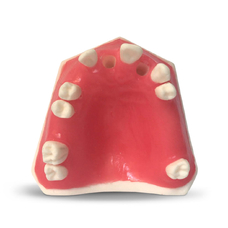 E37 – модель верхней челюсти для практики имплантологии
