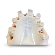 E37L – модель верхней челюсти для практики имплантологии