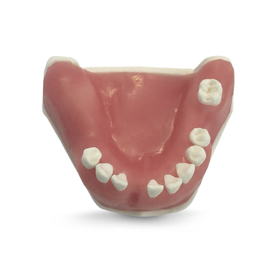 E39 – модель нижней челюсти c дефектами кости для практики костной пластики | GF Dental (Италия) 
