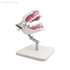 E40 – модель верхней и нижней челюсти для ортодонтической практики с воском | GF Dental (Италия) 