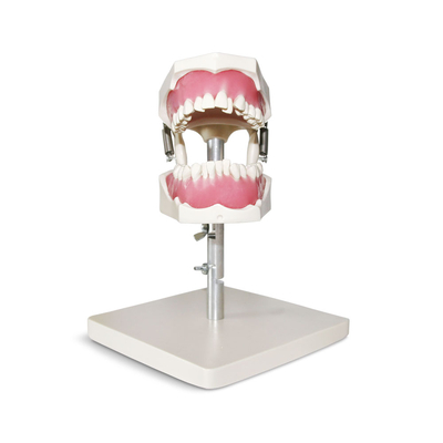 E40 – модель верхней и нижней челюсти для ортодонтической практики с воском | GF Dental (Италия) 
