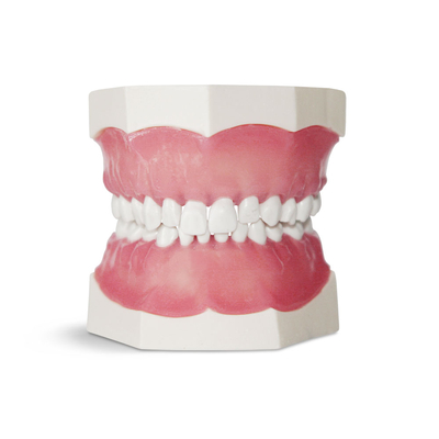 EK1 – модель верхней и нижней детской челюсти для практики | GF Dental (Италия) 