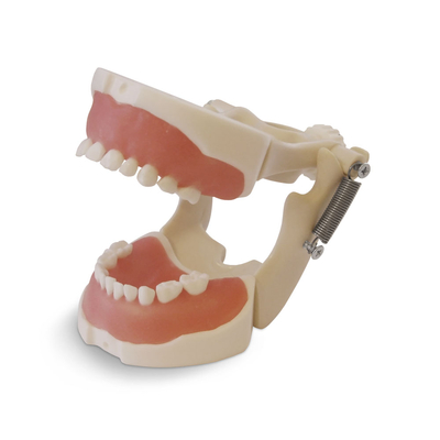 EK2 – модель верхней и нижней детской челюсти для практики | GF Dental (Италия)