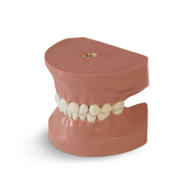 EK3 – модель верхней и нижней детской челюсти для практики | GF Dental (Италия)