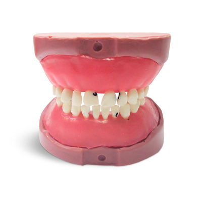 EK5 – модель верхней и нижней детской челюсти для практики | GF Dental (Италия)