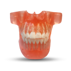 ETR2 – модель верхней и нижней челюсти для ортодонтической практики 